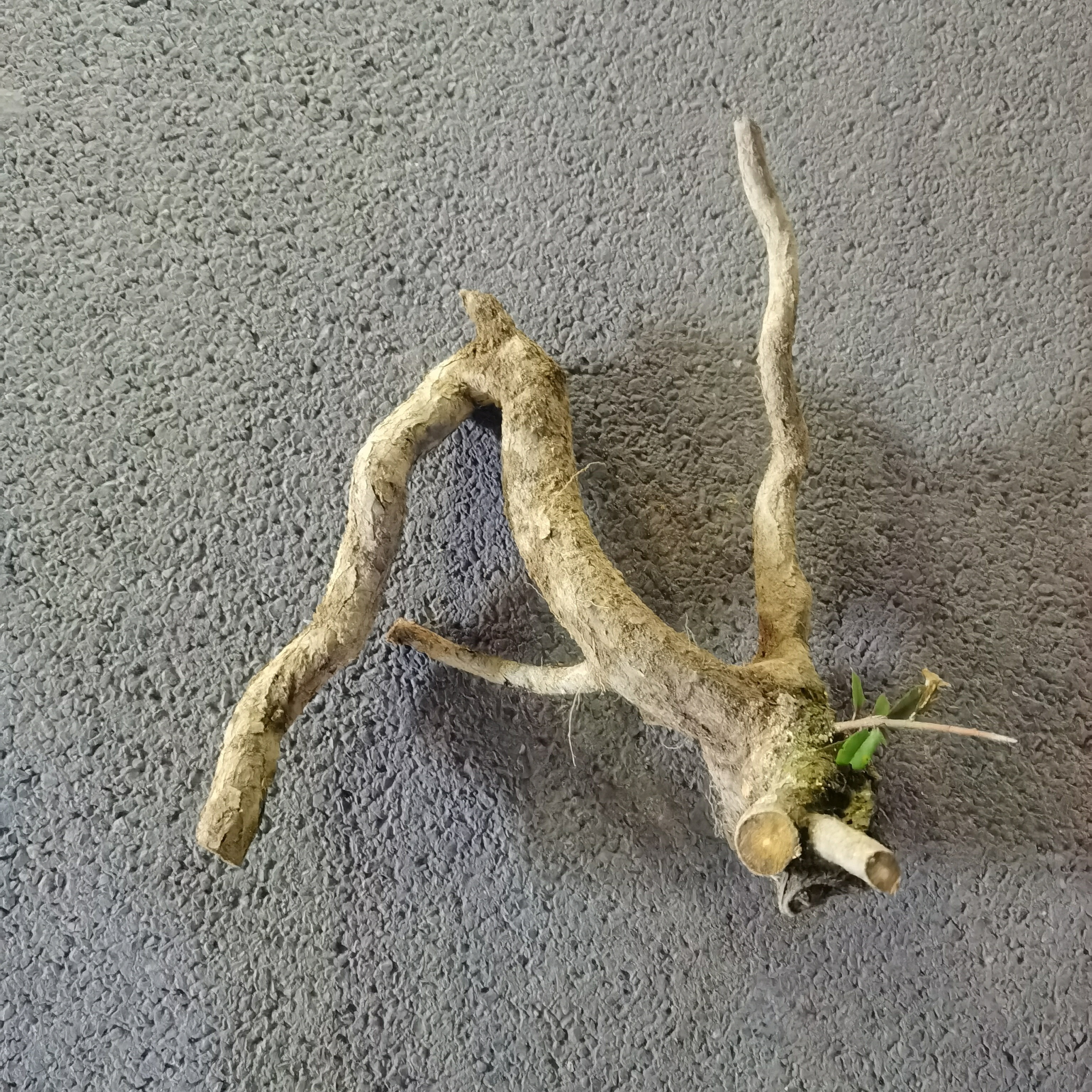 胡秃子 羊奶果 原生老桩裸根发货多品种易养可嫁接花卉植物