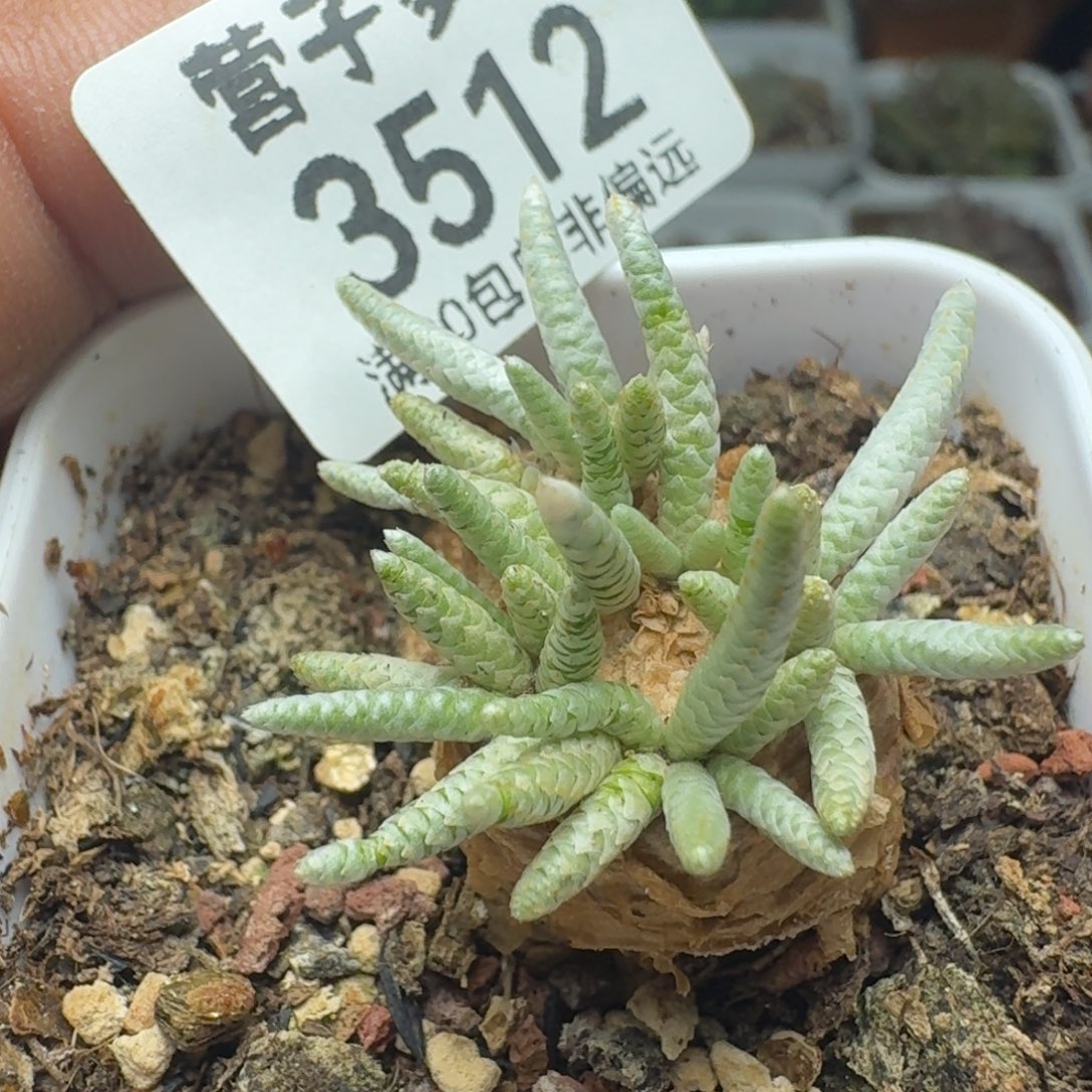 红花韧锦。 带盆土。           