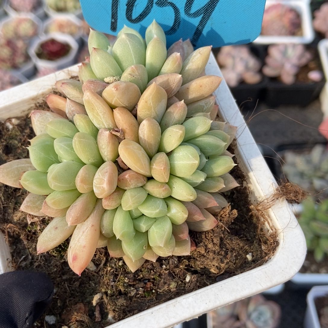 1039百搭翡翠多肉植物