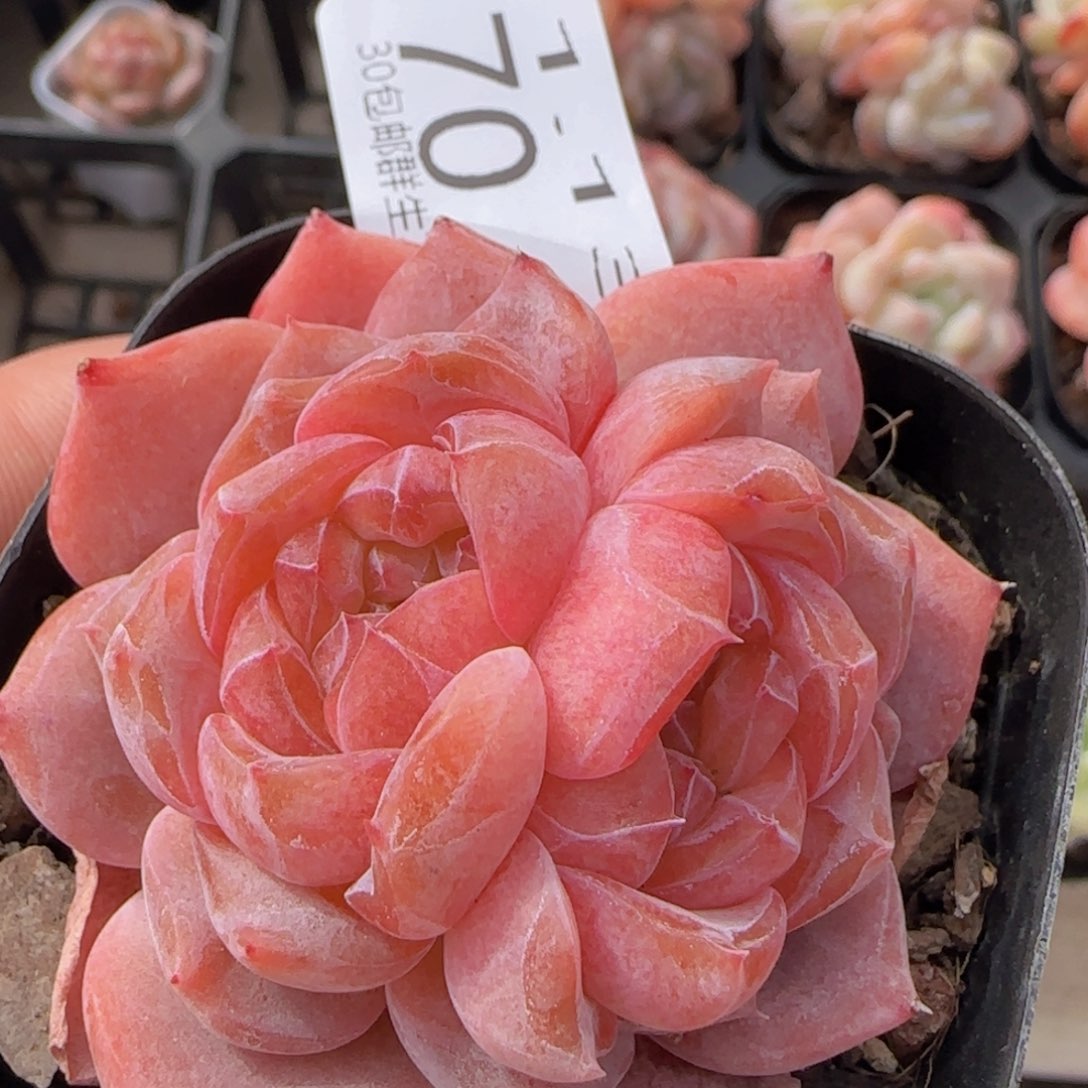 天使珍妮双心一颗脱土发货