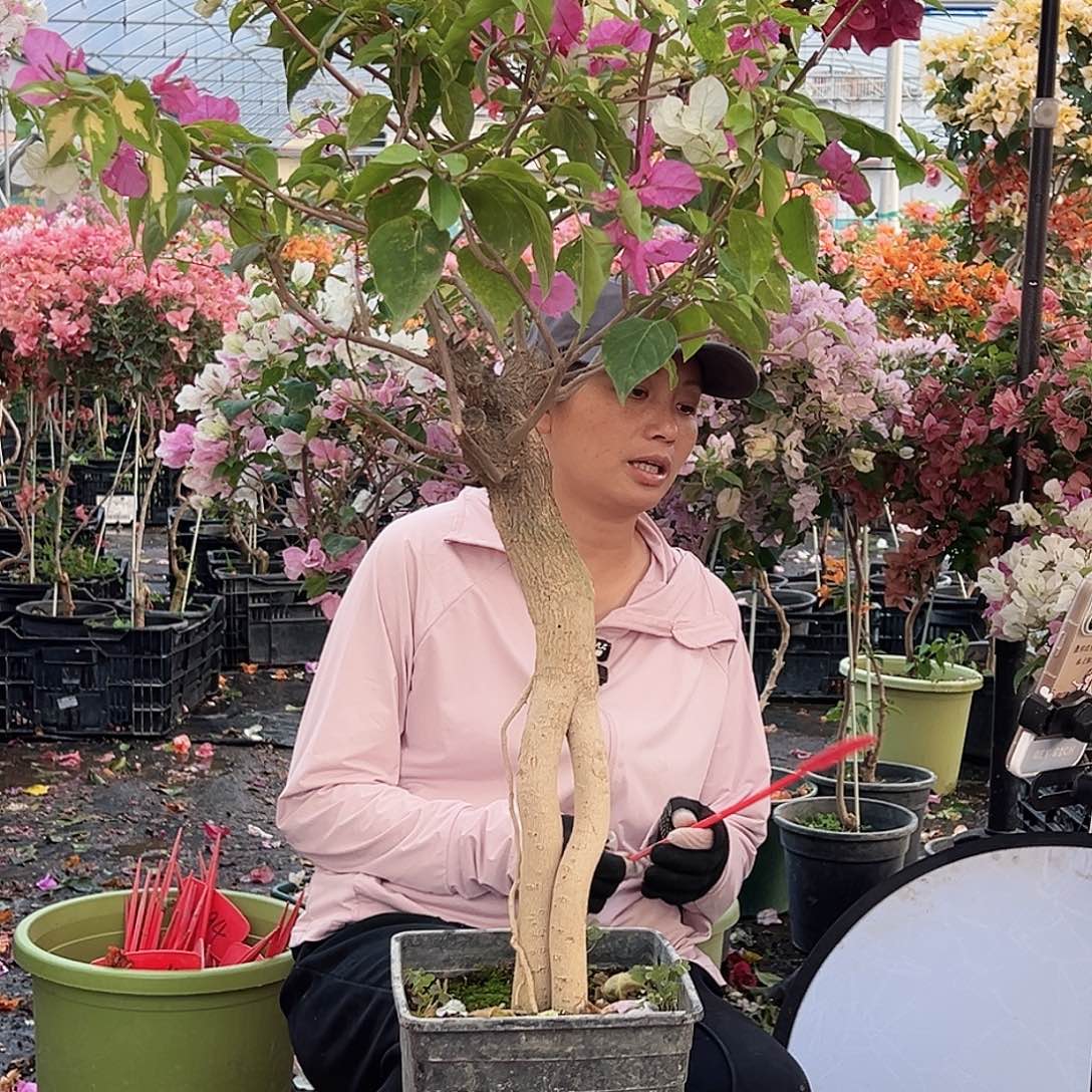 夙***初大部分花苞少量开放M6金心双色