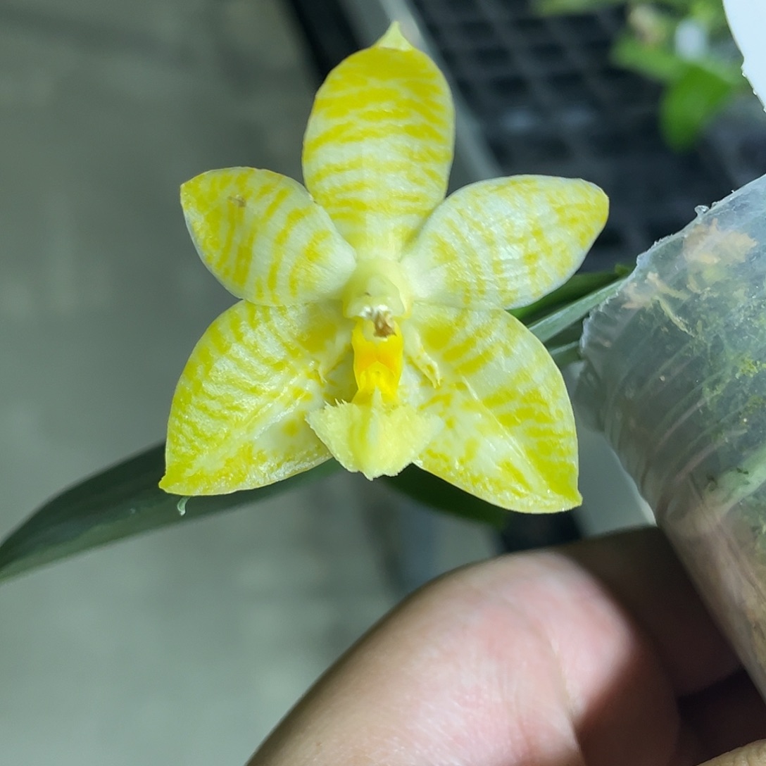 完全开放林登戒指开花株 694号 花期不包