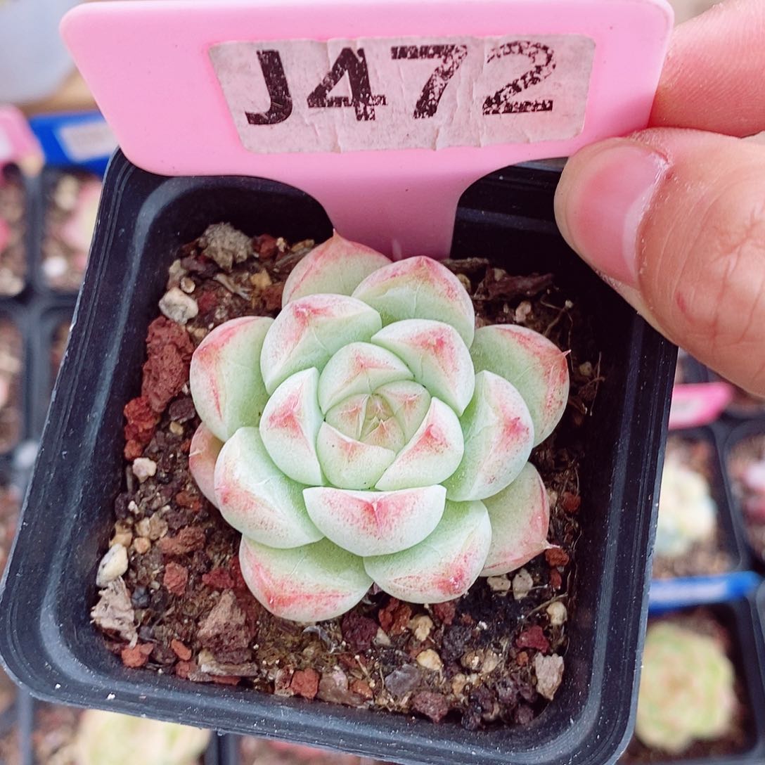 女王5cm多肉植物