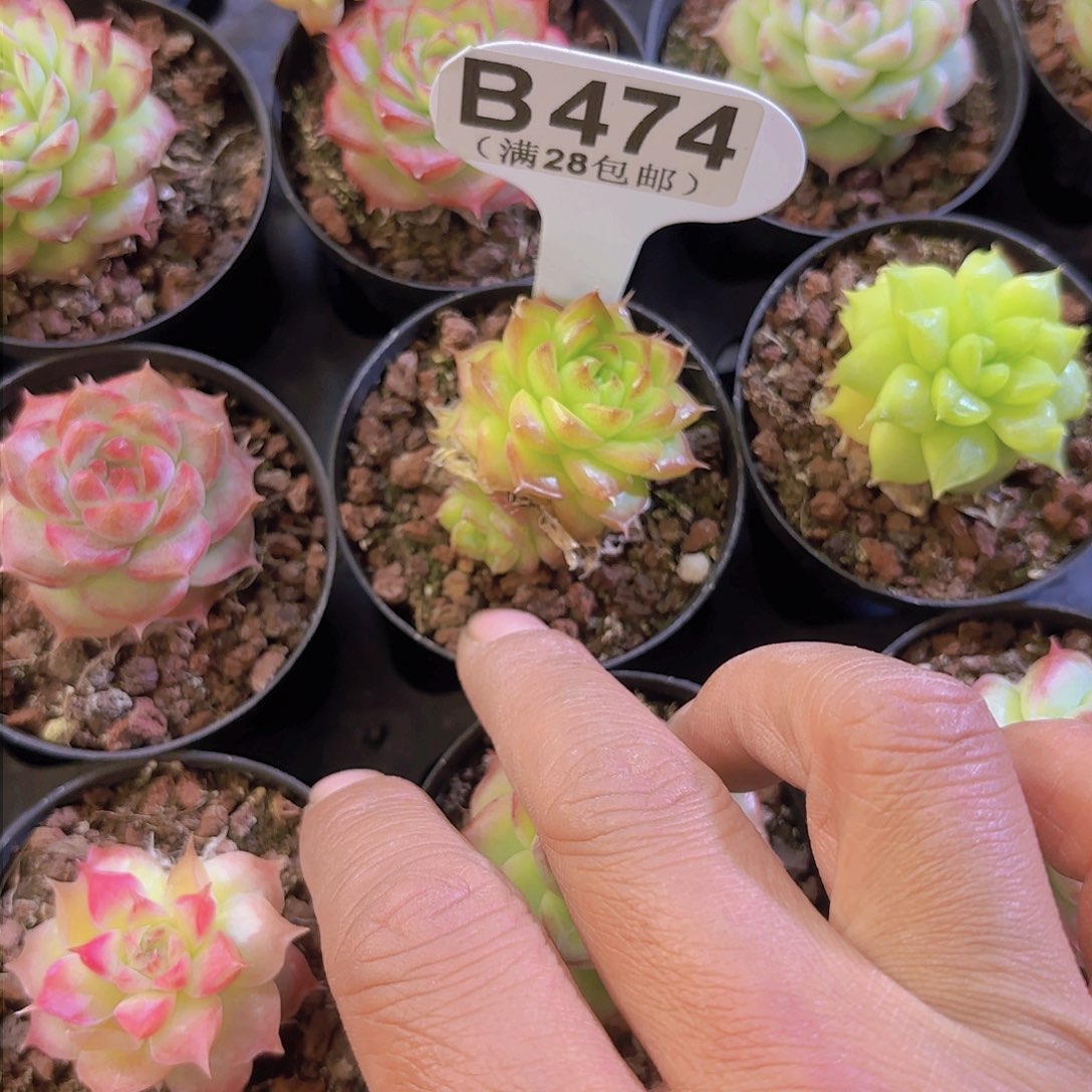 B474麦秆一物一拍