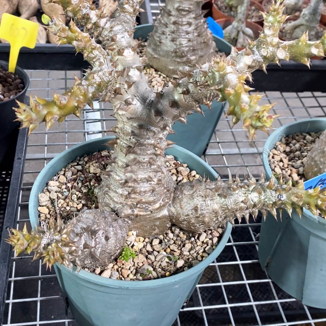 温莎瓶干多肉植物
