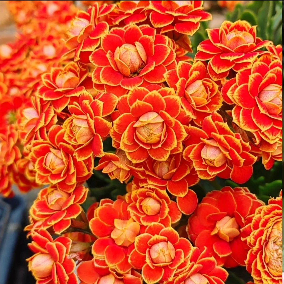 金狐狸110盆~【满两颗发货】喜庆稀有品种精品长寿室内盆栽