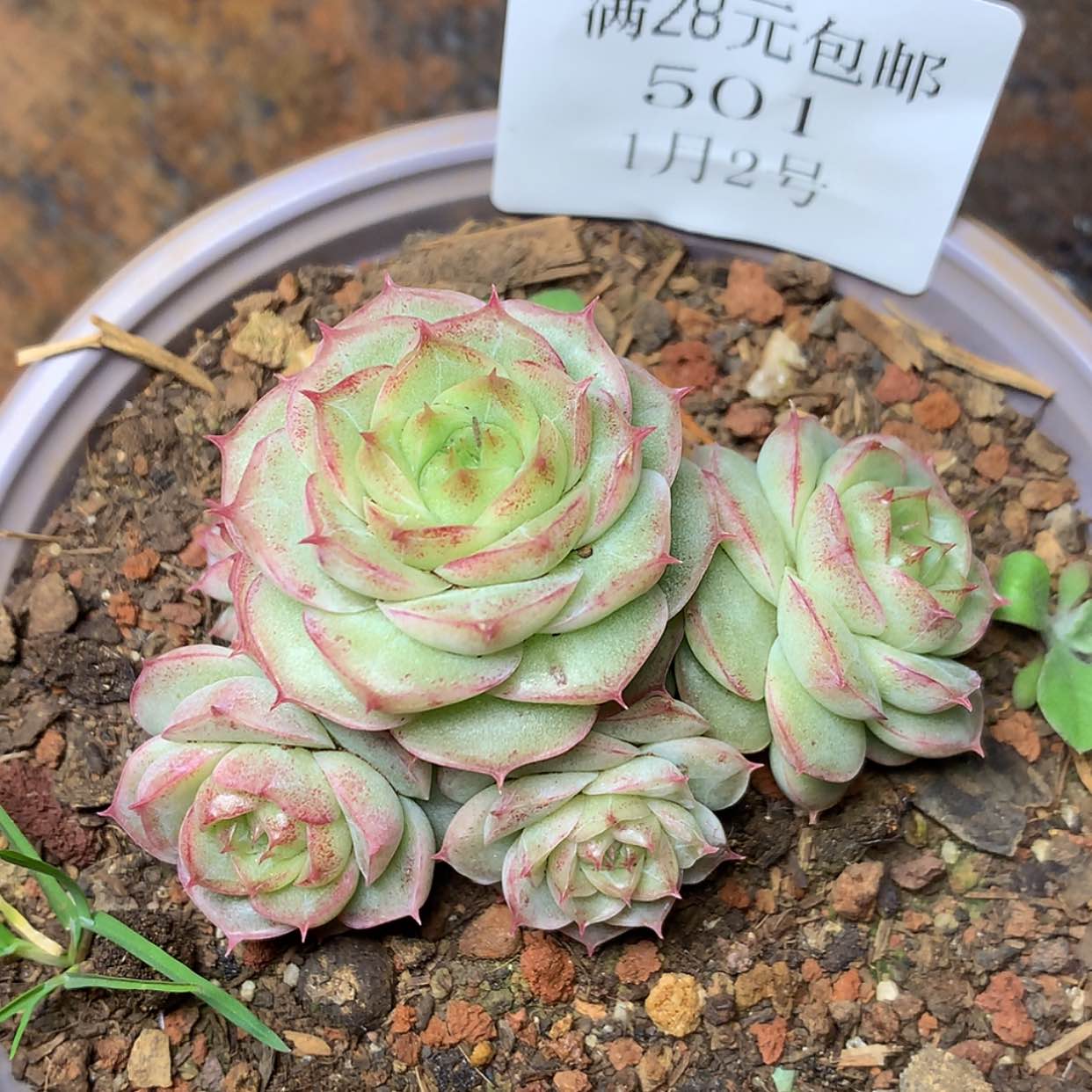 【闪购商品】云501号