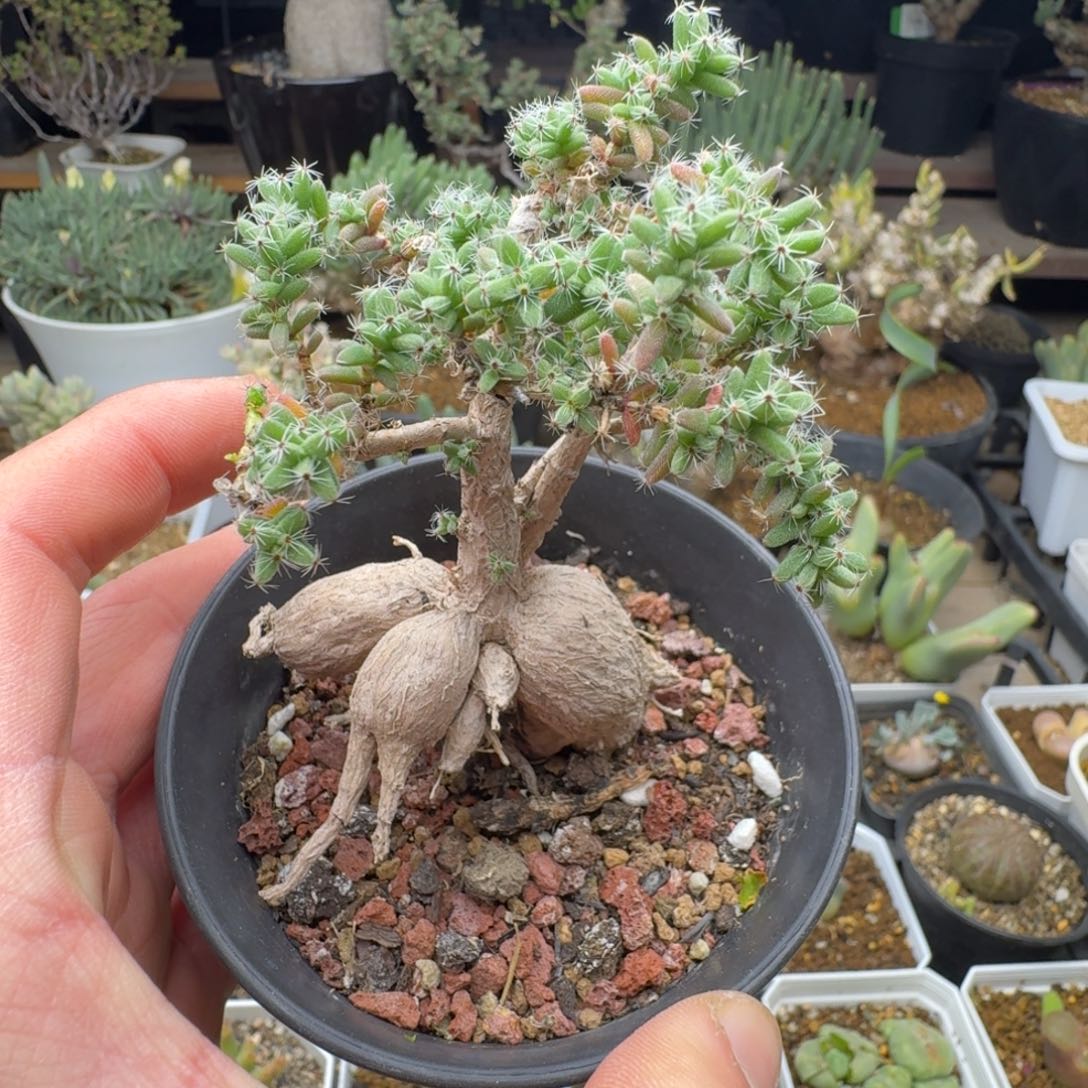 姬红小松多肉。