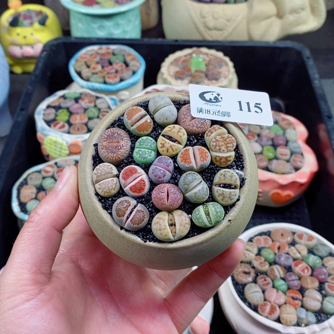 生石花花花花花花花115