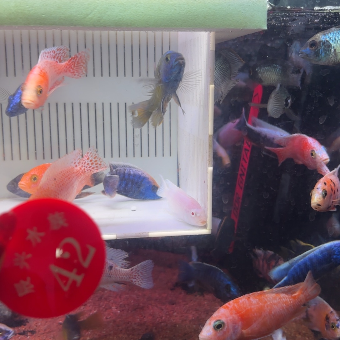 慈鲷鱼42号直播8条鱼2条备损