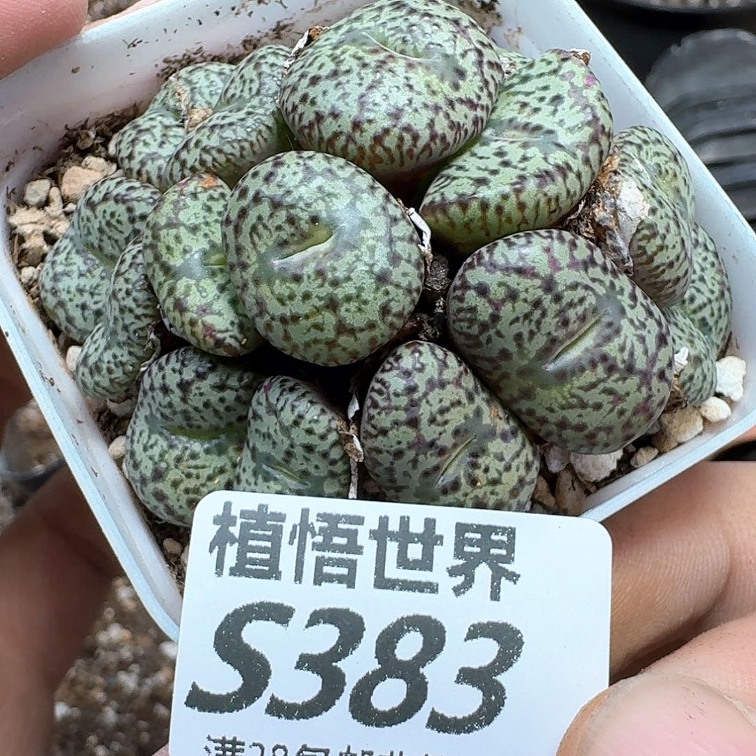 多肉植物的人生fgh