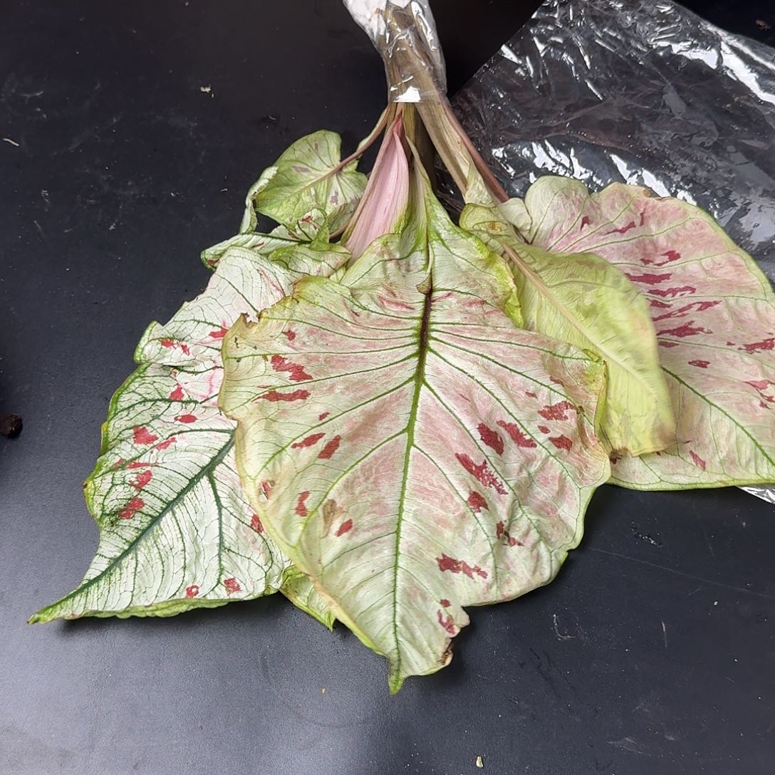 完全开放Q031完全开放