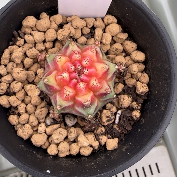 3-0207脱土发多肉