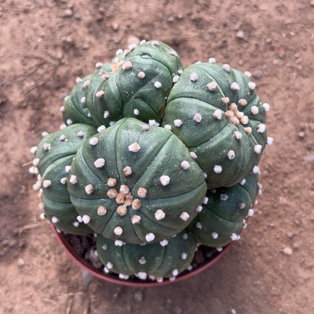 依***甜零零落落 零零落落