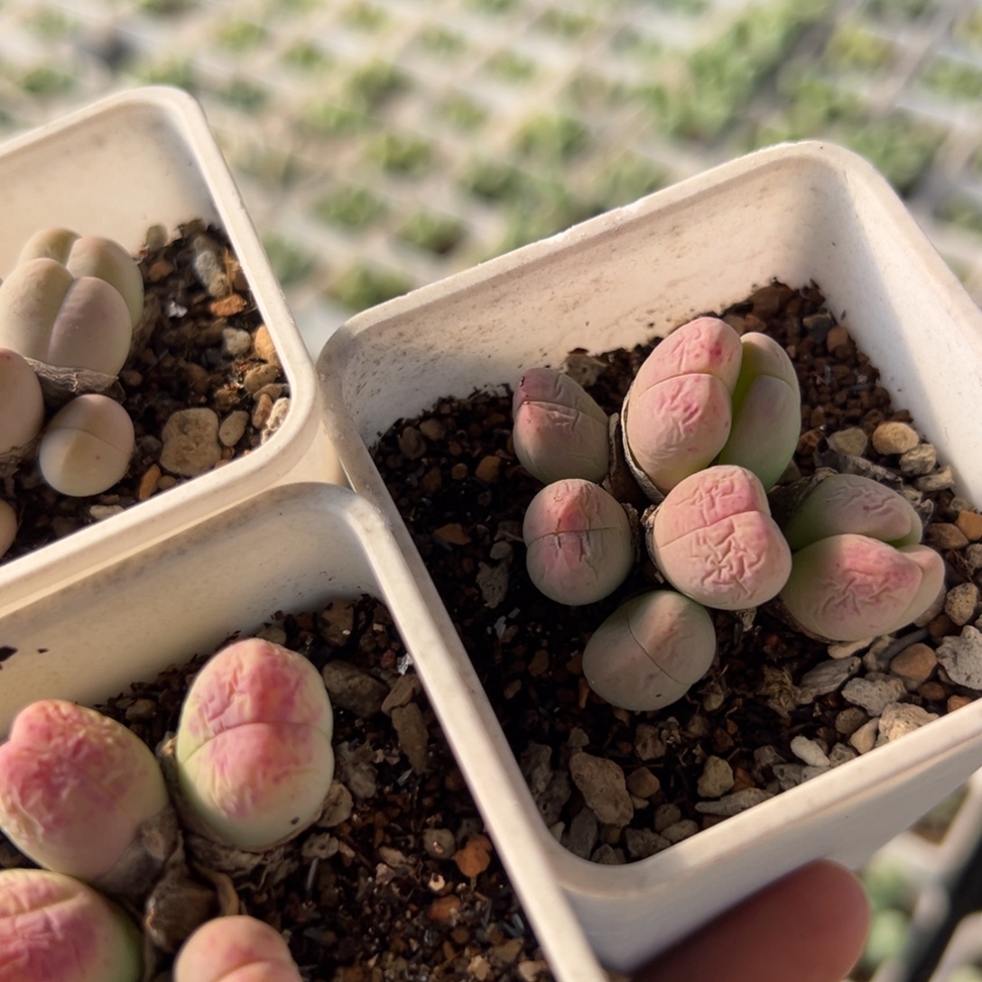 绝***海45多肉植物百科植物