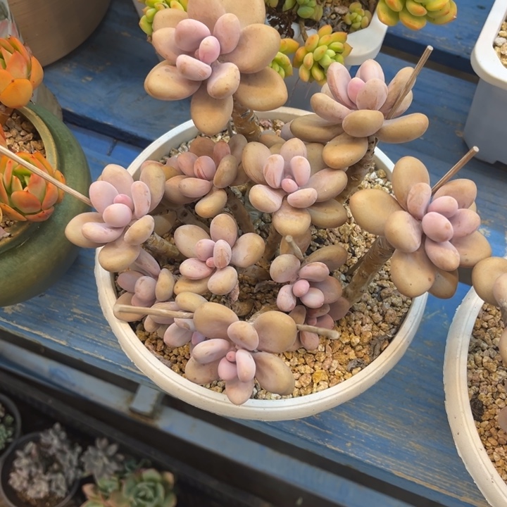 九官精品多肉桃蛋17厘米