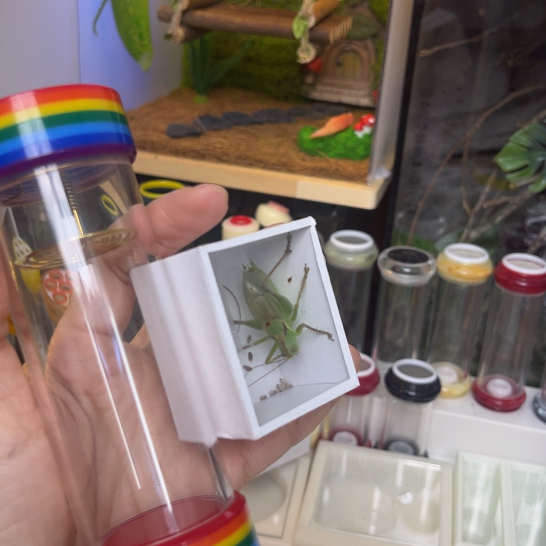 浮***水扎嘴加彩虹铜拍拍拍