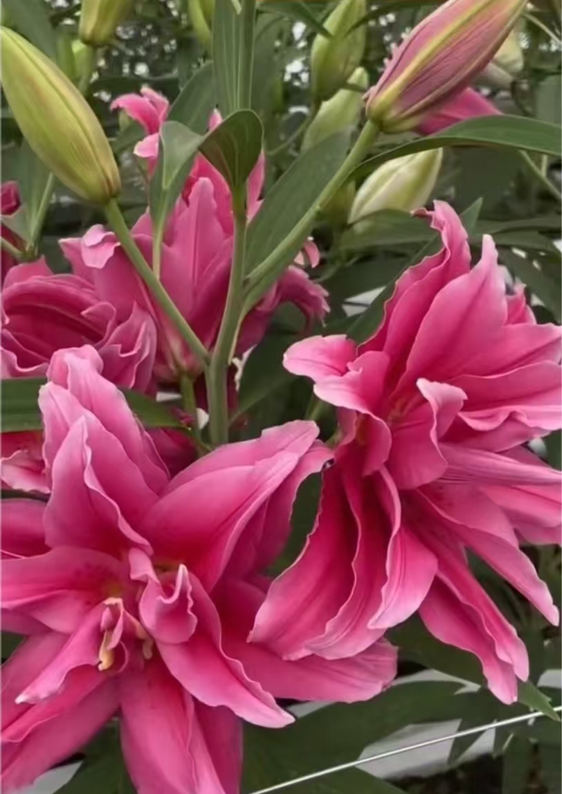 【艾琳娜】重瓣百合鲜花一单包邮