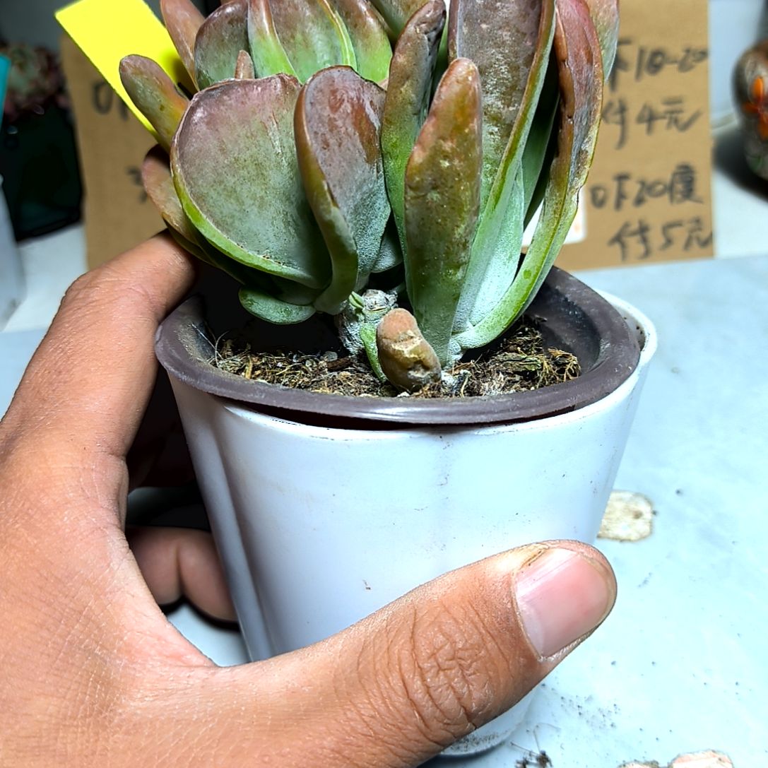 满6元包邮，火狐狸大颗