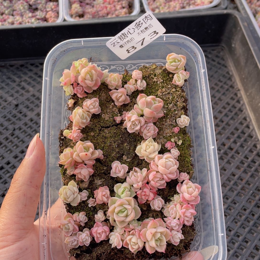 云糖心多肉植物873