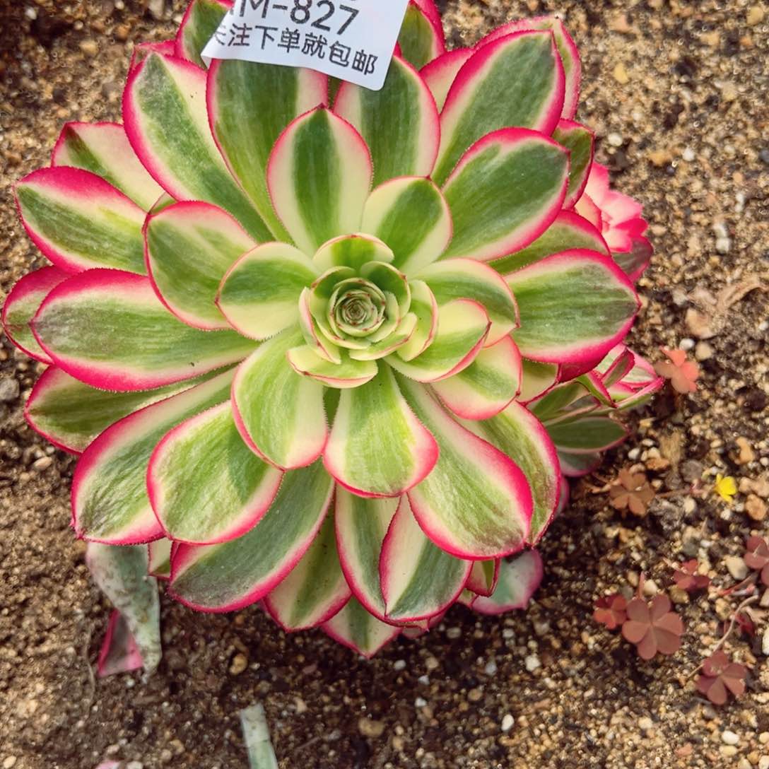 倾城多肉植物827