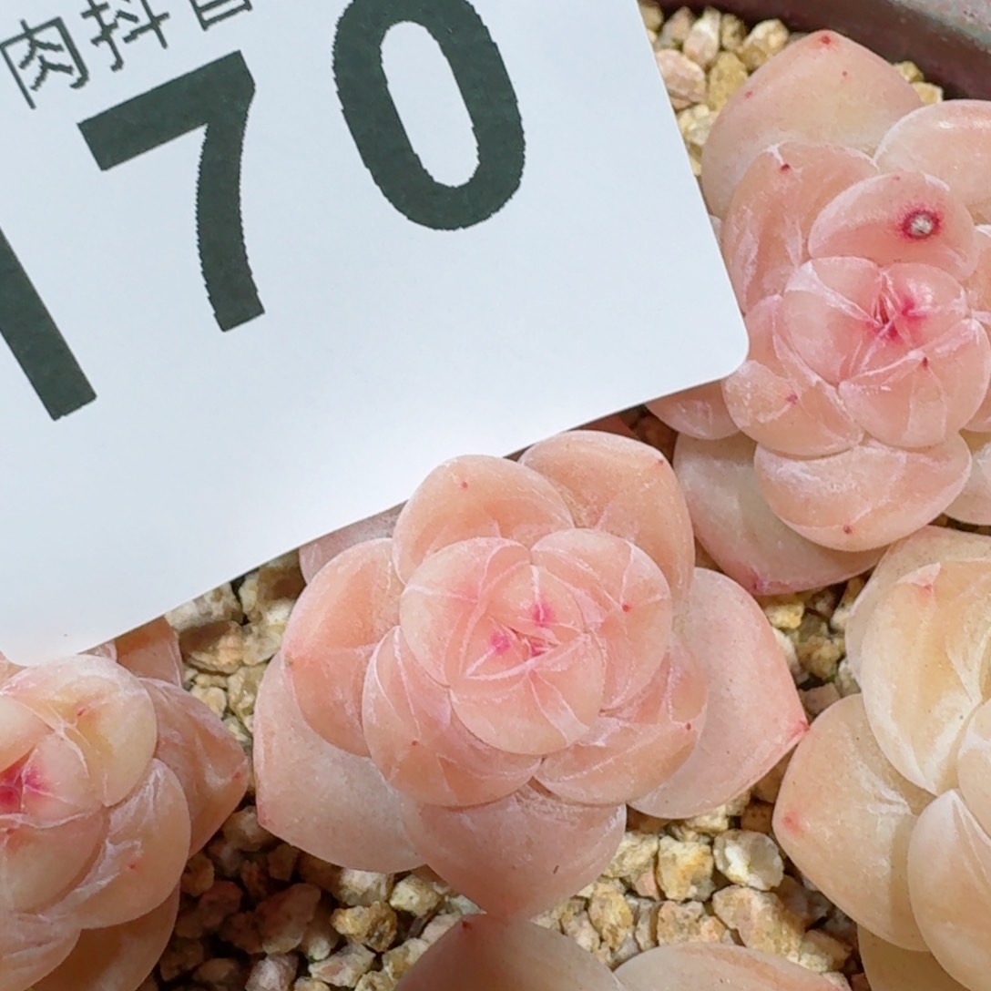 果****)玉玺         精品多肉