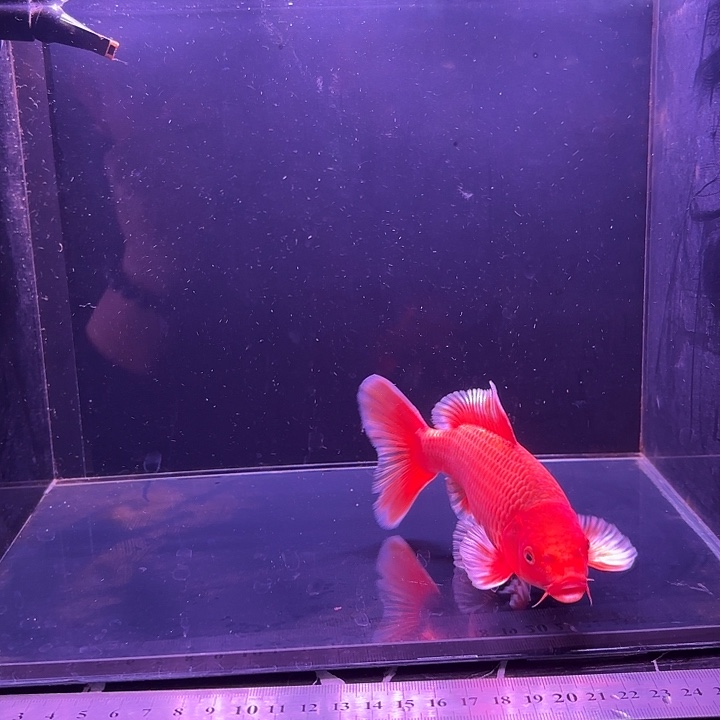 蝴蝶鲤鱼20号蝴蝶鲤