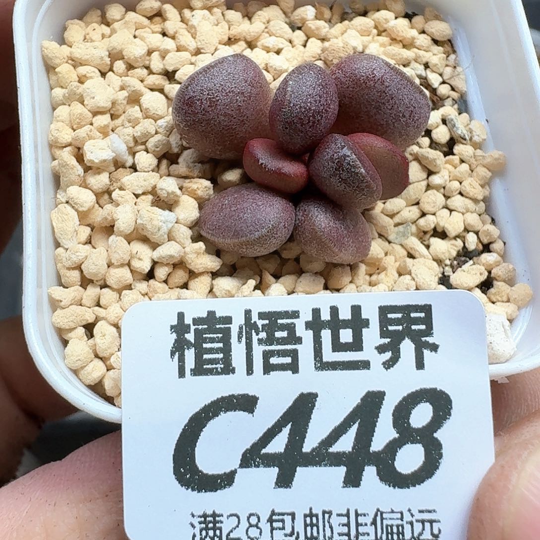 多肉植物的人生fvb