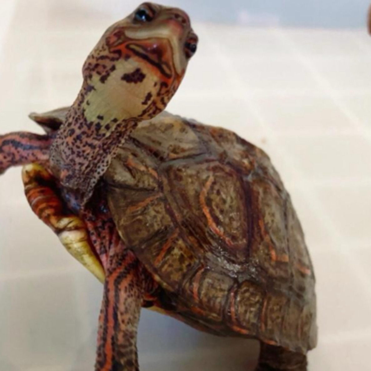 人工养殖 木纹龟吃菜龟洪都拉斯木纹龟 直播链接