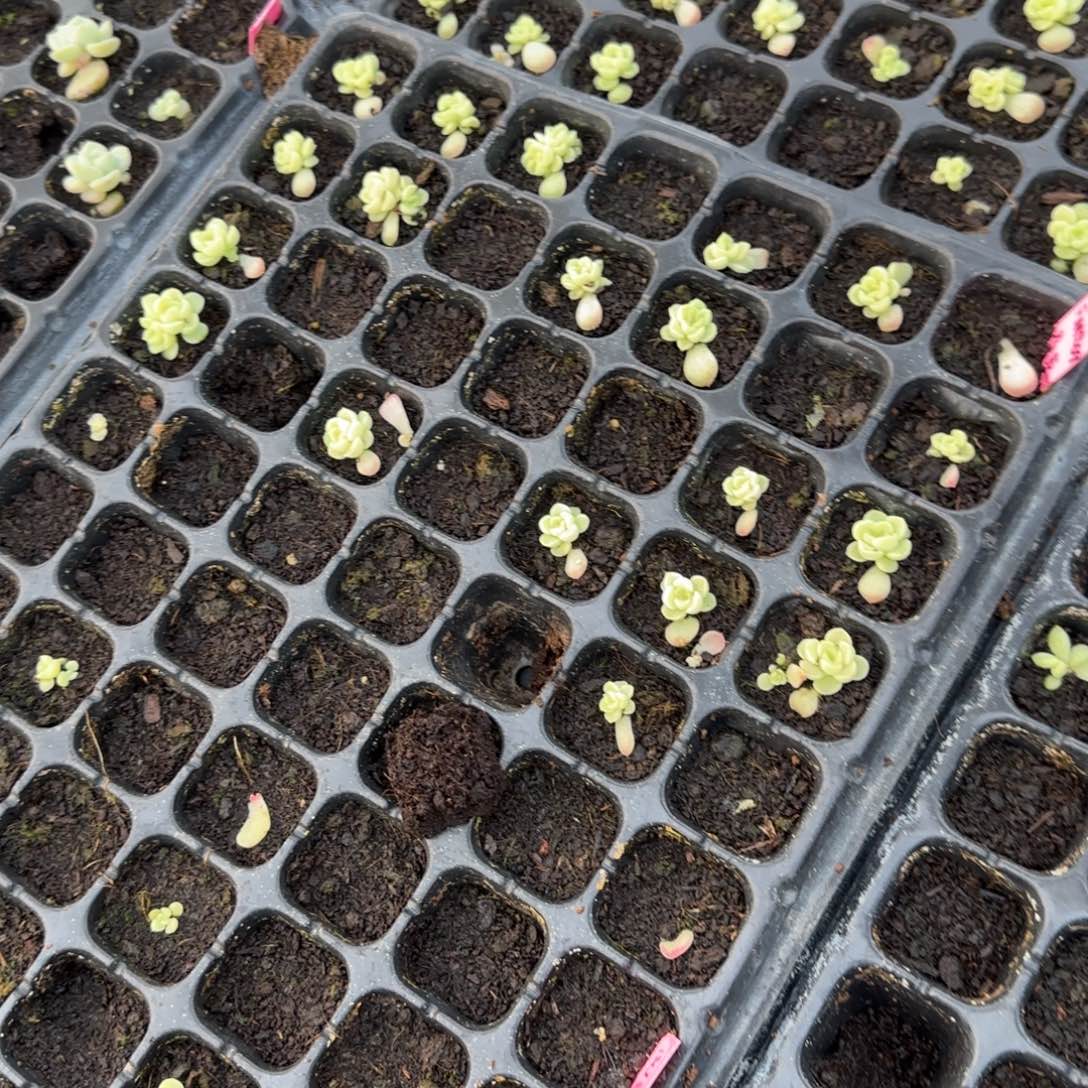 F M209 穴一个满25包邮