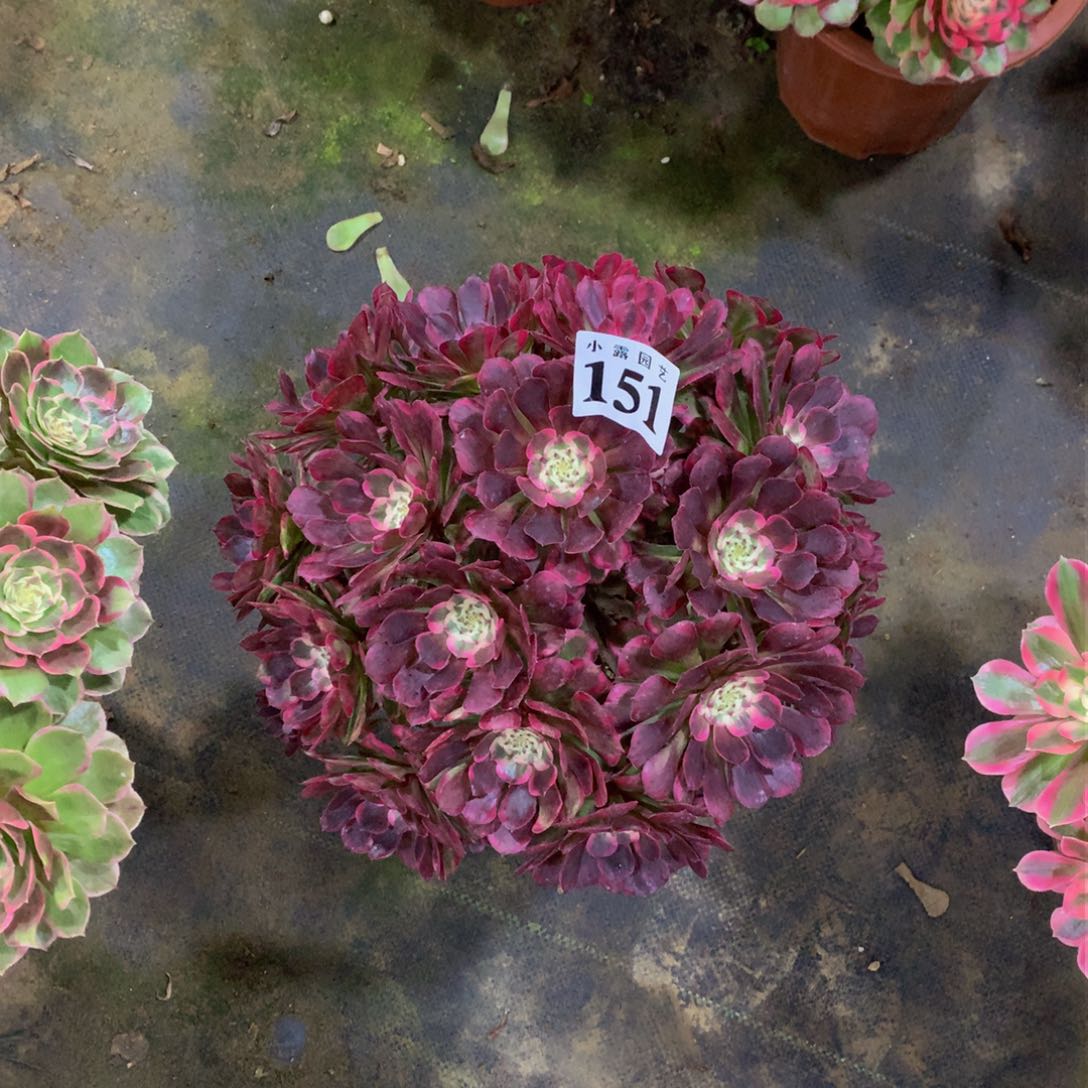 ?***а多肉植物151霁月88888