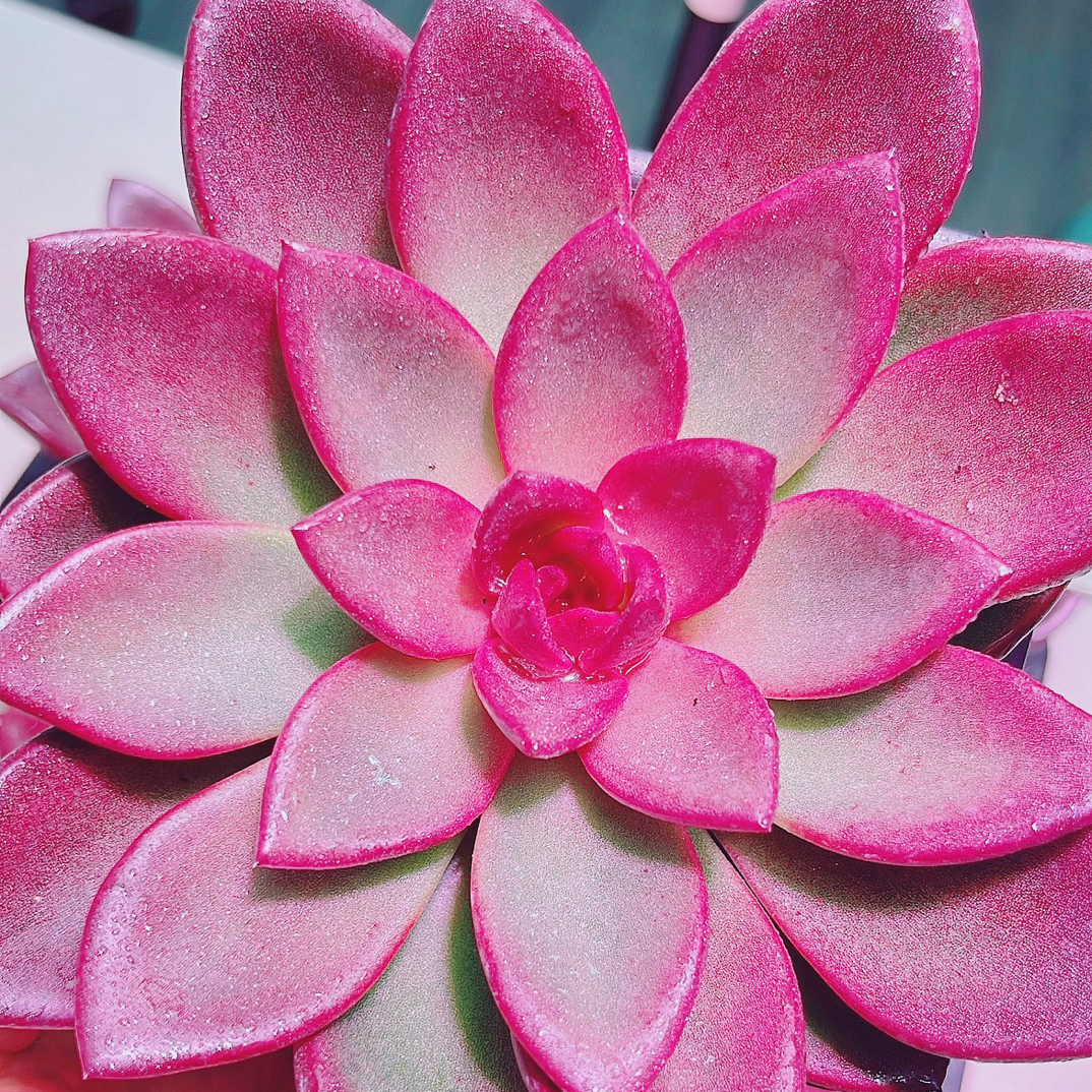 精品丰沛玫瑰多肉新手好养