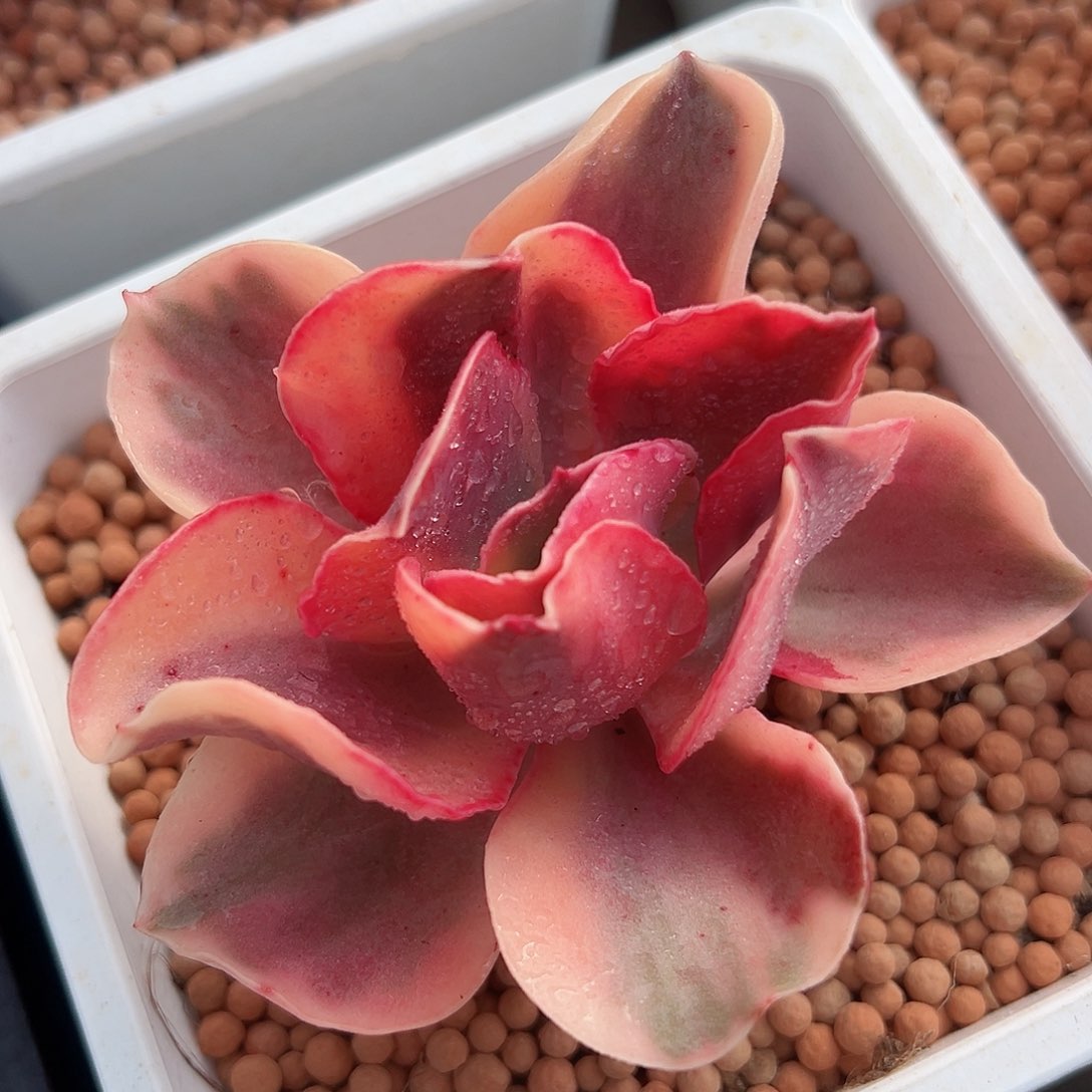 大波浪锦，覆轮锦