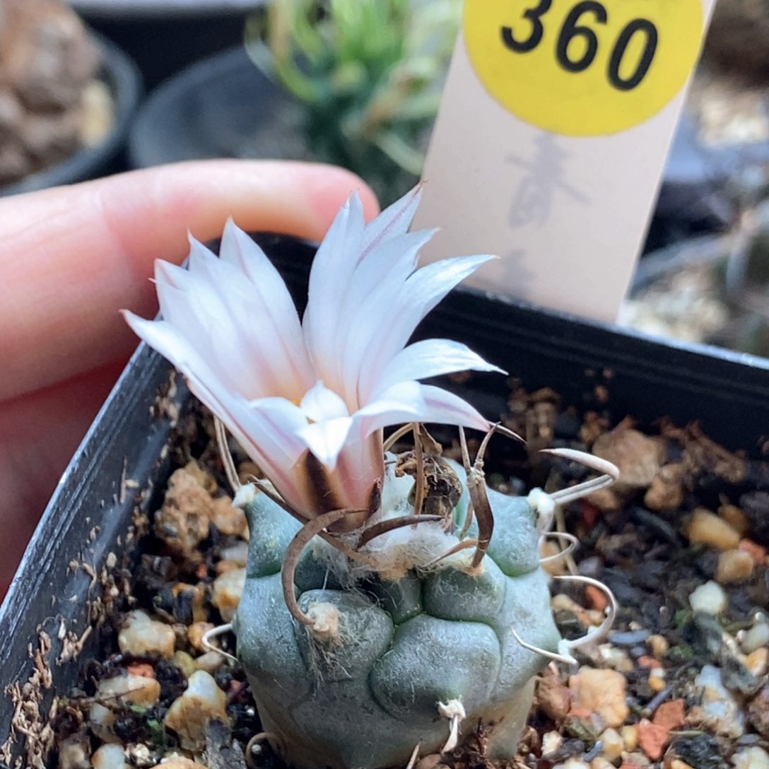实生牙城丸娇丽2.6cm