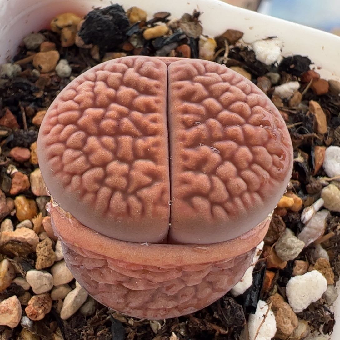 536多肉植物百科