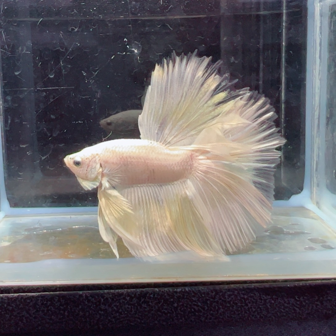 斗鱼浅色特殊尾hhhh