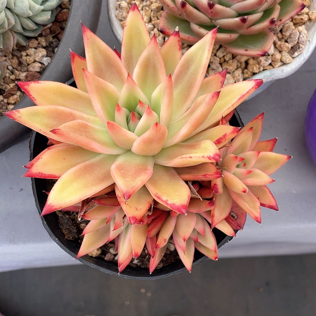 不*°多肉植物一物一拍