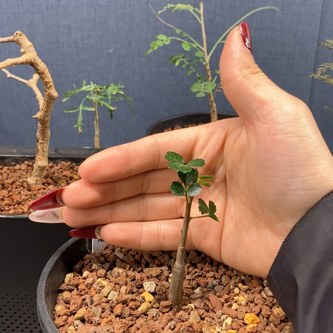 好望角实生带盆发货