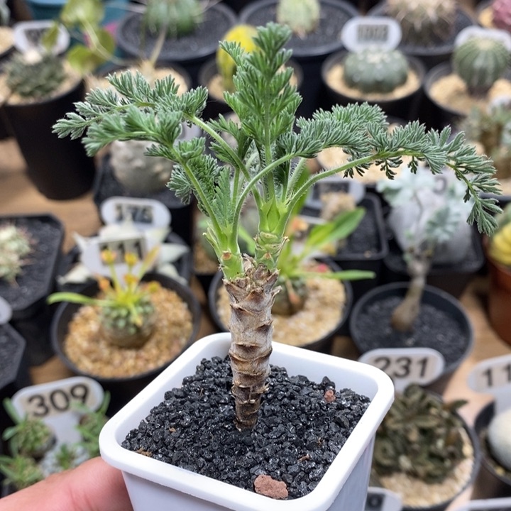 实生龙骨洋葵188号高度6cm