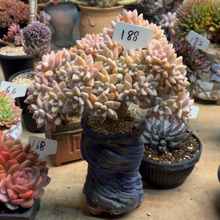 多肉植物，淡雪缀188号