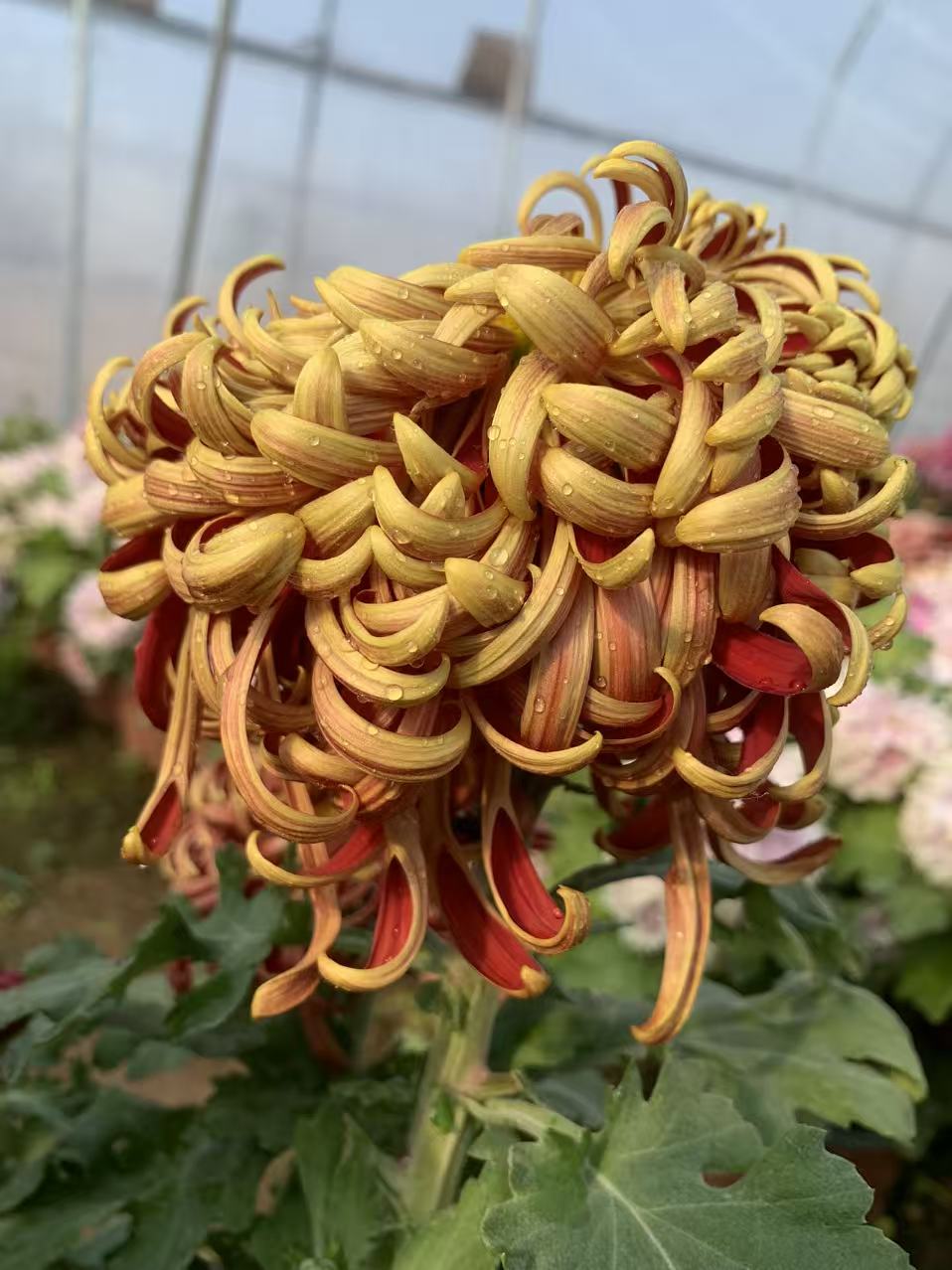 【天门赤锦】大花秋菊 阳台庭院室内室外盆栽地载大花花卉绿植