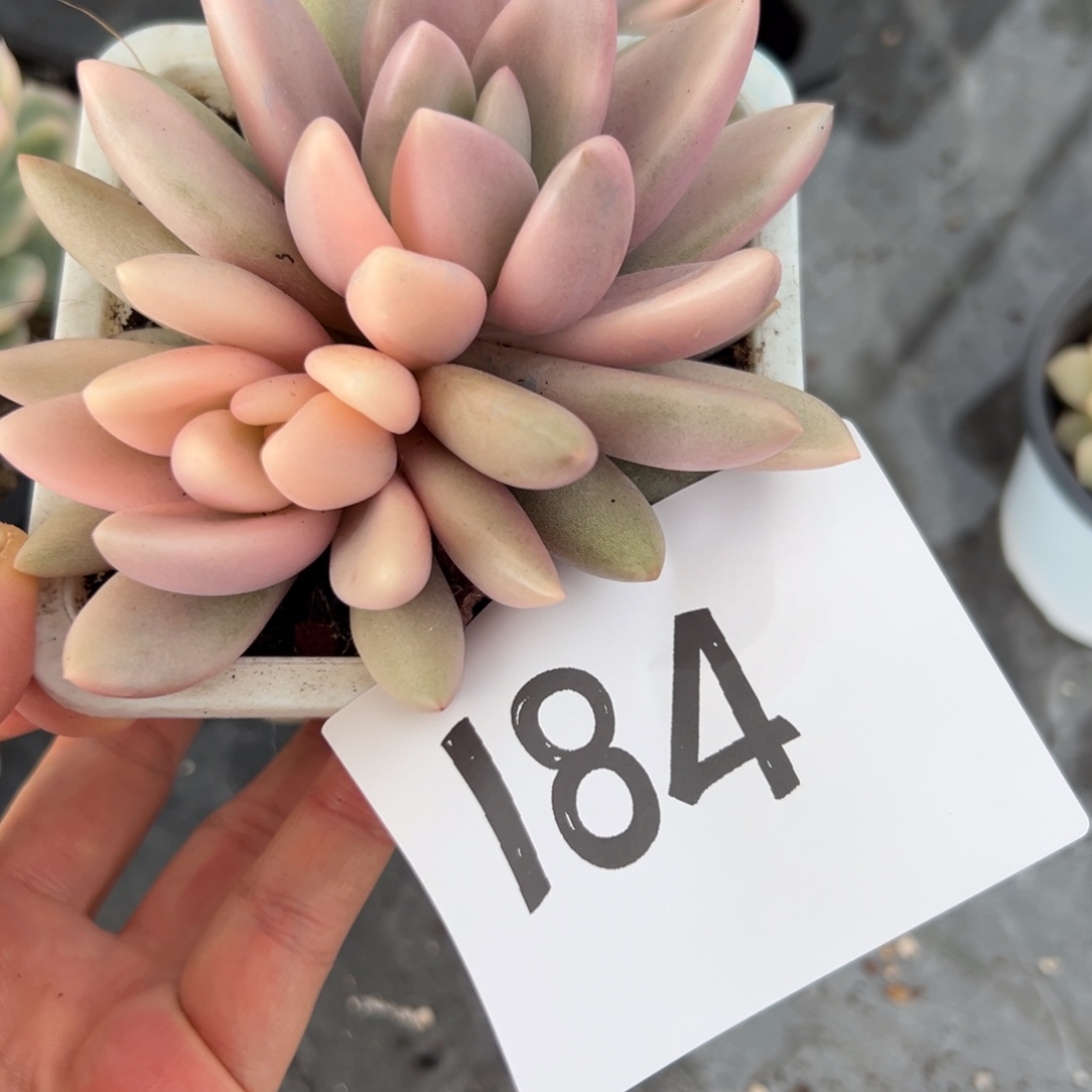 C***_184、发法国哥哥哥哥哥哥