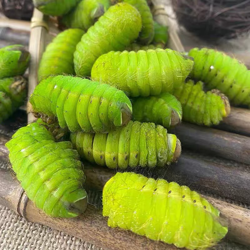 东北翁蚕新鲜冷冻瓶装黑龙江慎拍天冷冻