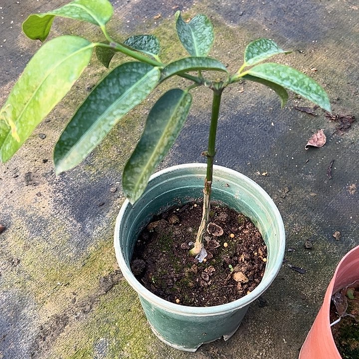 S***m天使26899976336884346