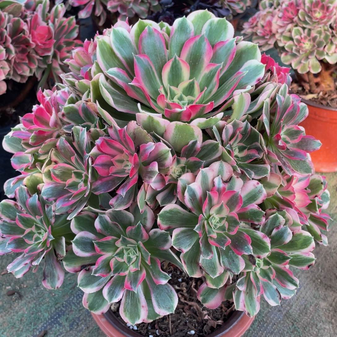 378男神精品法师老桩