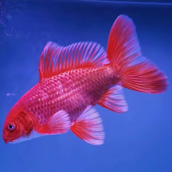 九鼎水族·精选重金属蝴蝶鲤（偏远地区下单链接）
