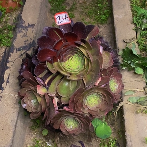 黑美人阴阳捧花法师24号