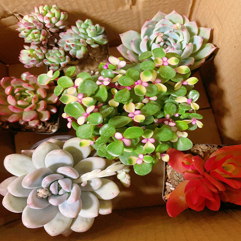 Y满满一大箱多肉!全部挑好的，新手好养基地带盆带土发货