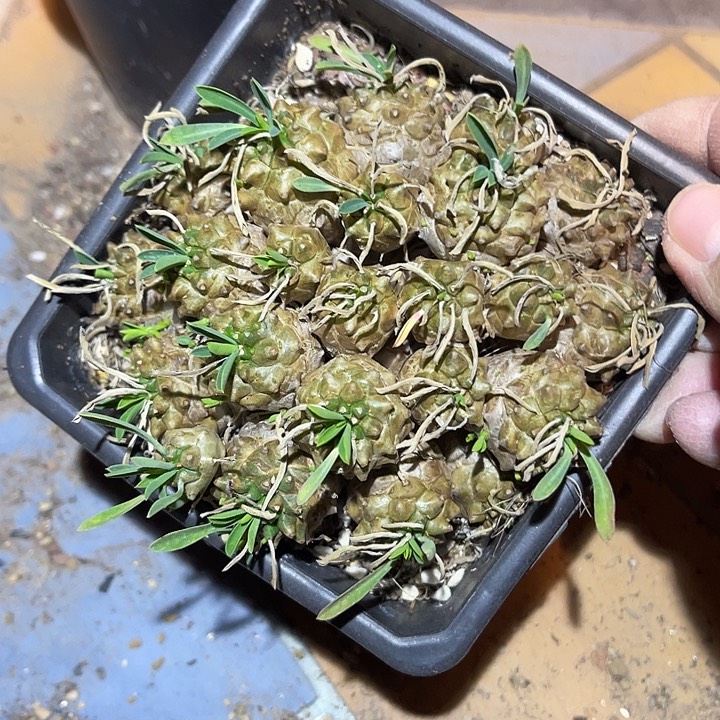 满38包邮2天凑单，脱土晾根发货多肉植物