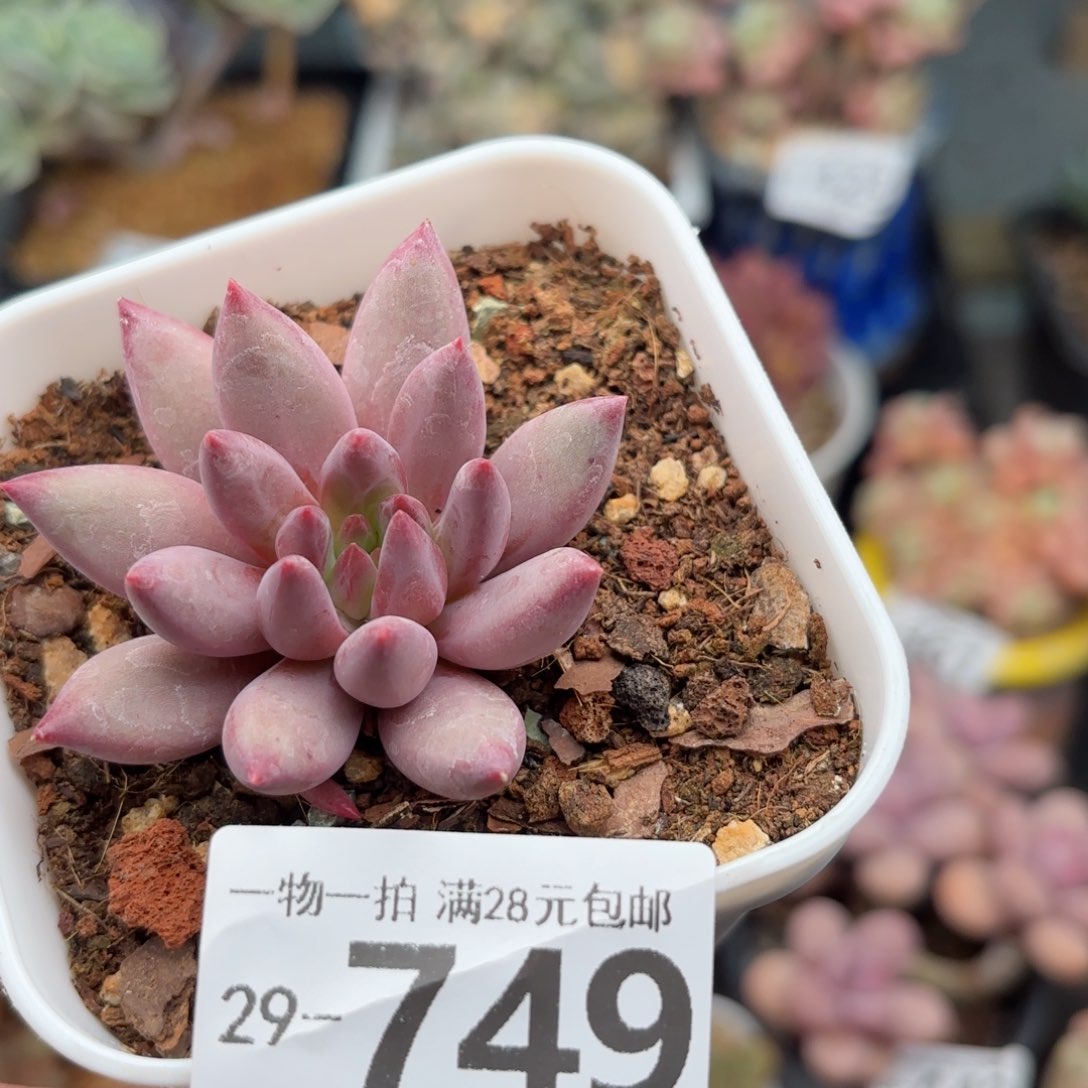 金鱼姬单头多肉多